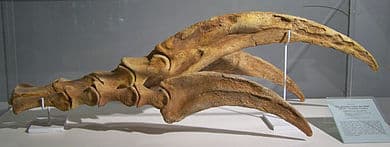 kralle therizinosaurus